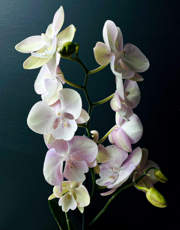 Orquídea floreada Orchilife