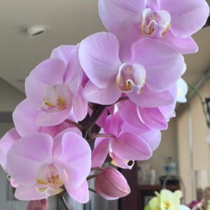 Experta En Orquídeas