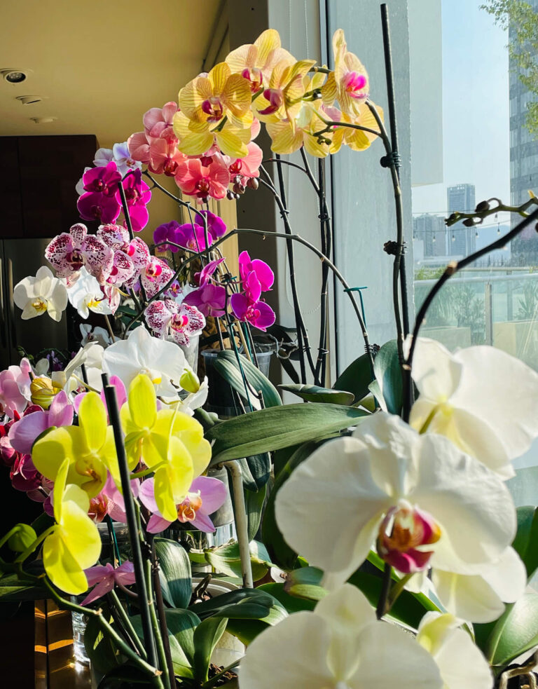 Cuidados Básicos De Orquídeas Phalaenopsis