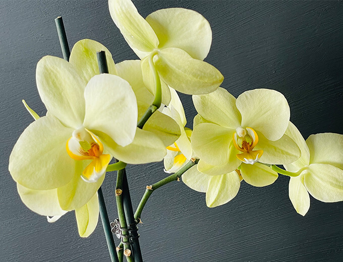 Orquídea floreada Orchilife