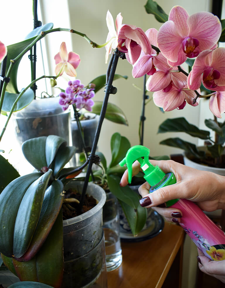 Fertilizante Para Orquídeas