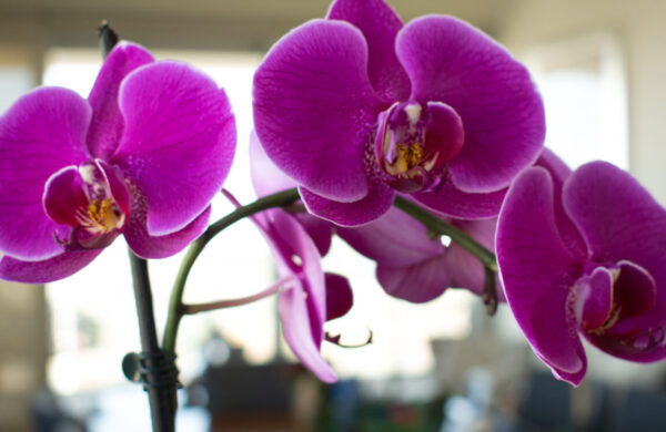 La Guía Completa De Los Cuidados De Orquídeas