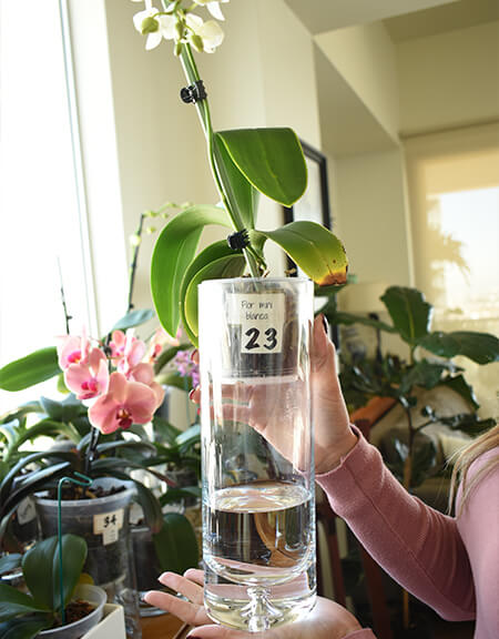 Cuánto Tiempo Se Puede Dejar Una Orquídea En Agua