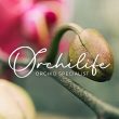 Orchilife Contacto